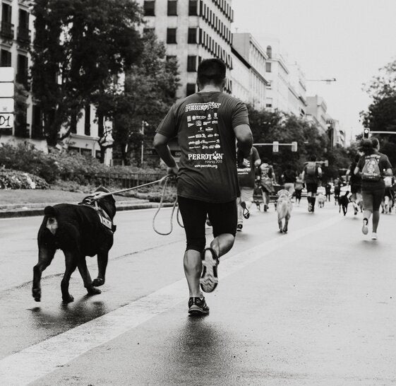 A Beginners Guide to Running with your Dog